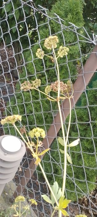 Lubczyk - nasiona 2g