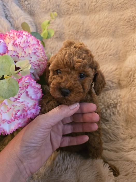 Suczka Pudel Toy red badania genetyczne rodziców