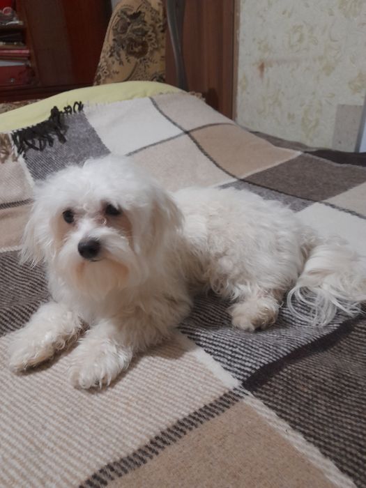 Продам щенков Мальтийской балонки