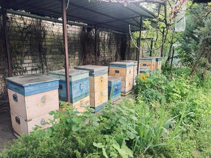 Продам пасеку -корпуси, рамки, рамконоси, воскотопка паровая