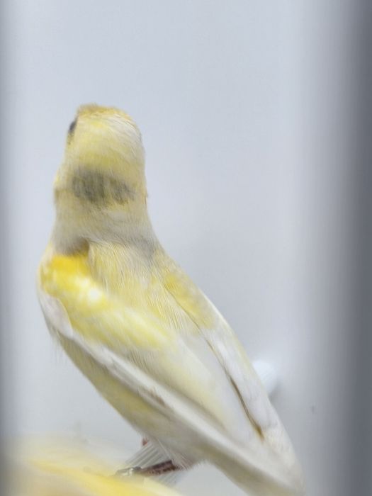 Kanarek,samice,2025r,kanarki,miniatura hiszpańska