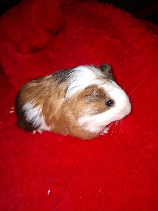 Świnka Morsja samczyk