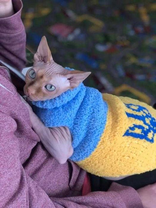Одежда для кошек