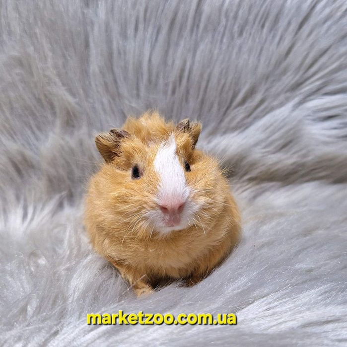 Ваш ідеальний вихованець вже чекає на вас!