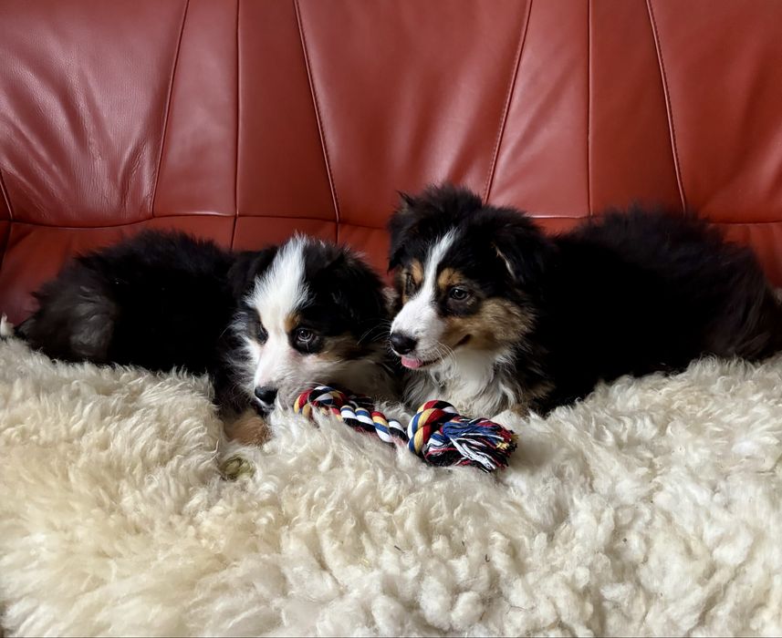 Owczarek australijski-piesek