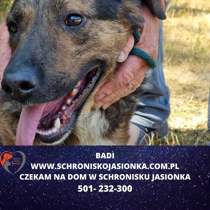 BADI do adopcji – Schronisko Jasionka