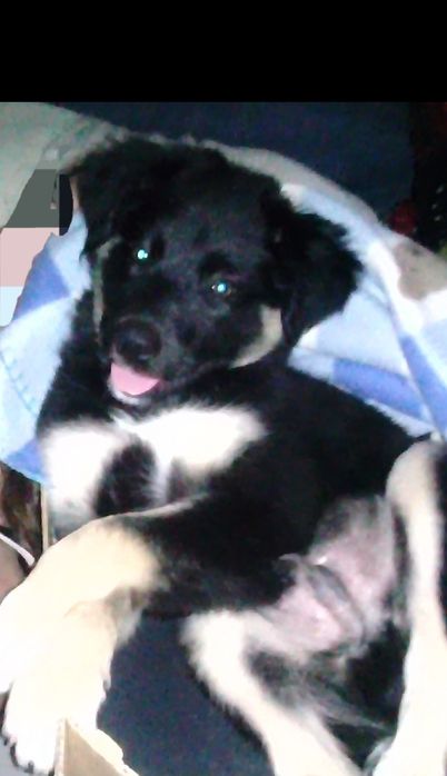 Pet-sitting/ Tomo conta de animais