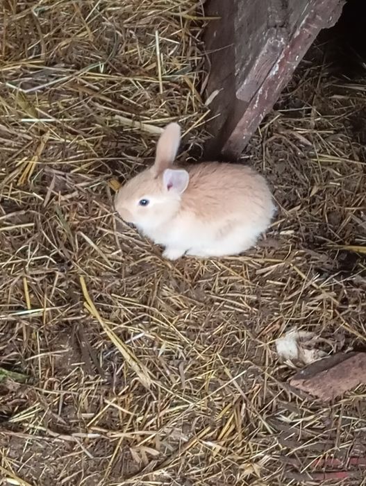 Coelhos lindíssimos