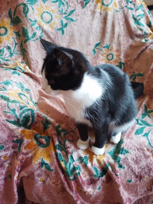Лагідна Киця та Котик