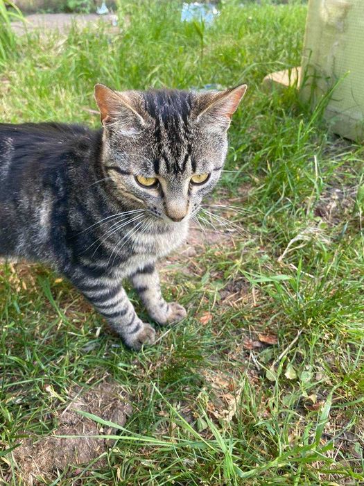 Котики в добрі руки