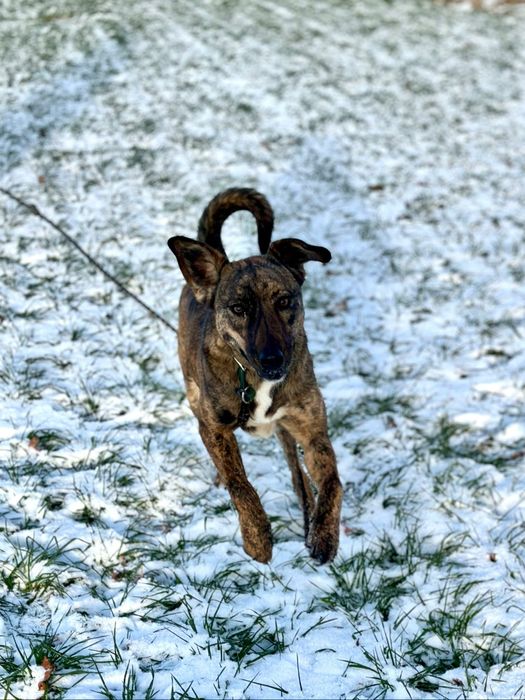 Harper pies do adopcji