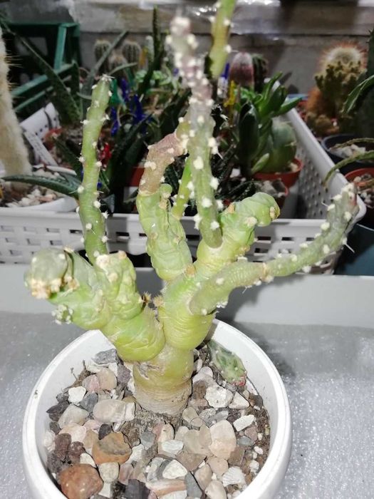 Набор из 3-х суккулентов