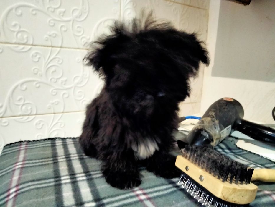 Девочка и мальчик 3 мес.мини