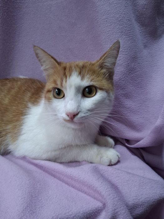 Кастрированный бело-рыжий котёнок-подросток ищет дом! В хорошие руки!