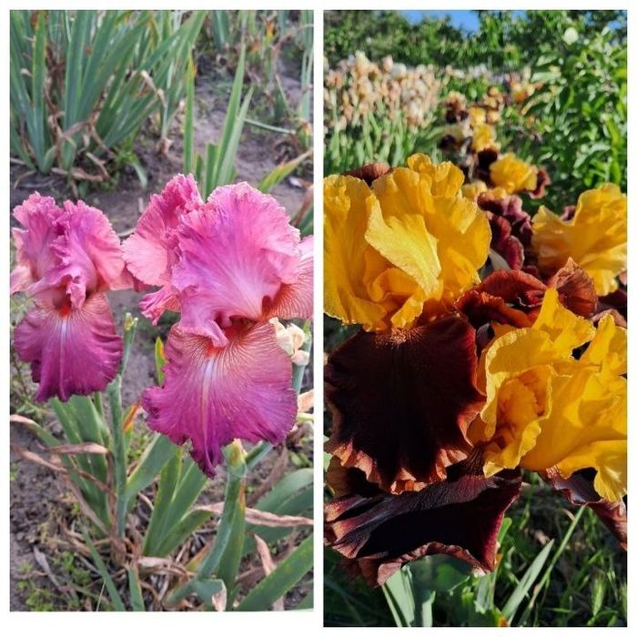 Набор ирисов 15 сортов