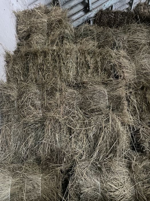 Тюки сіна сінокіс 2025