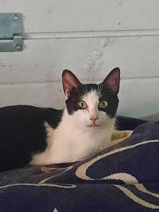 Gata Para Adoção (Gabana)