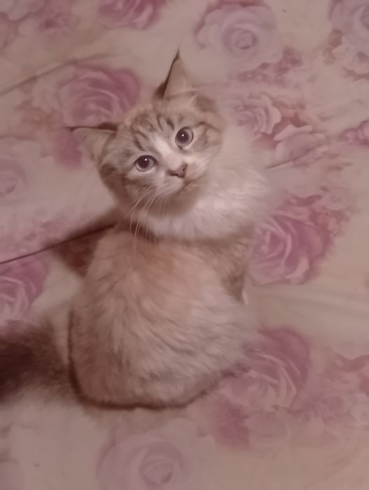 Продам Котика породи Невська Маскарадна