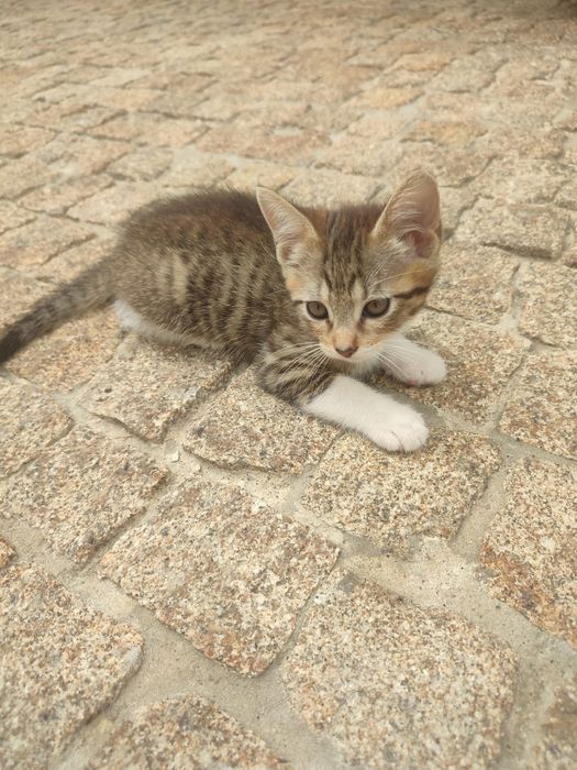 gatinhos para adoção