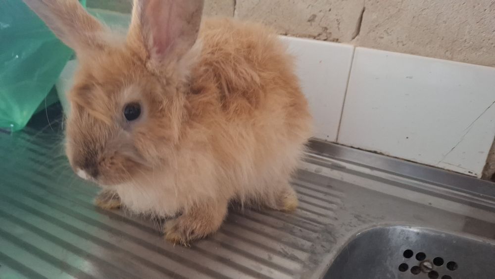 Coelhos pelodos muito fofinhos