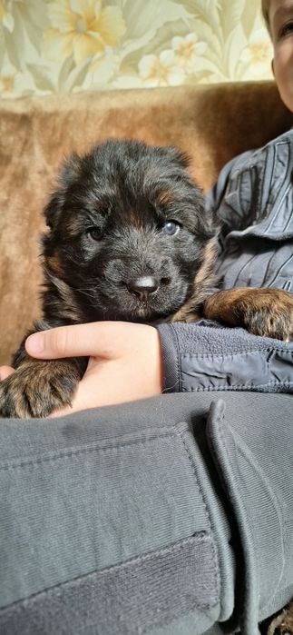 Під бронювання хлопчик німецької вівчарки