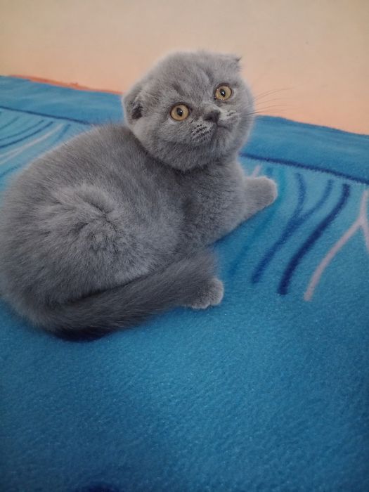 Scottish fold menino