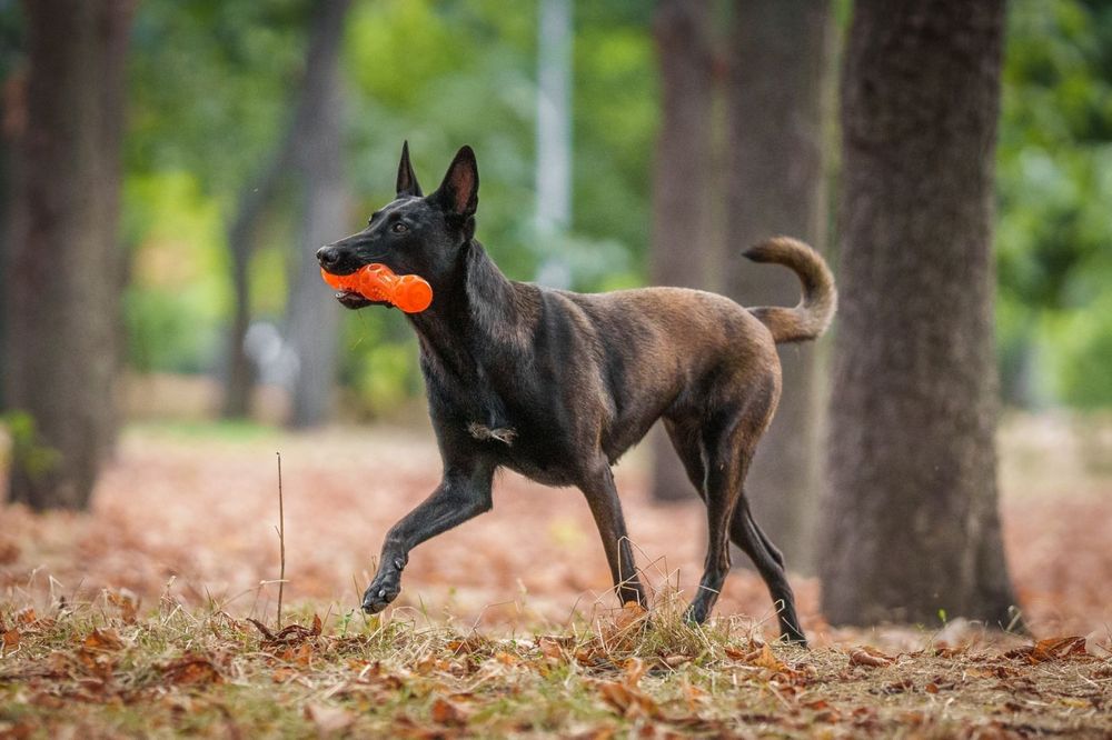 Бельгійська вівчарка малінуа