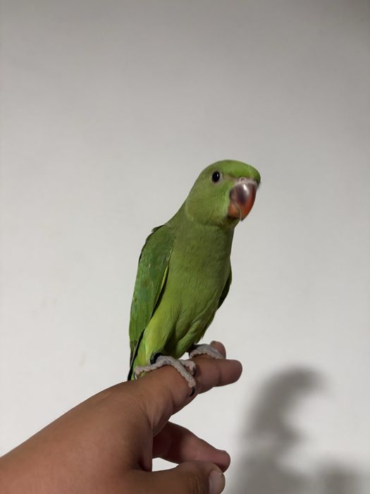 Vendo Ring Neks e loris Domesticados