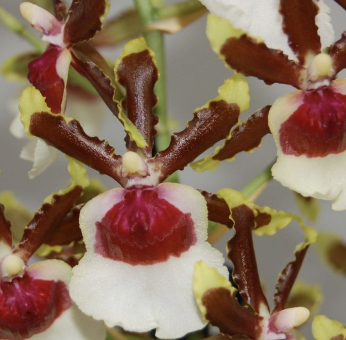 Orquideas cambria e oncidium