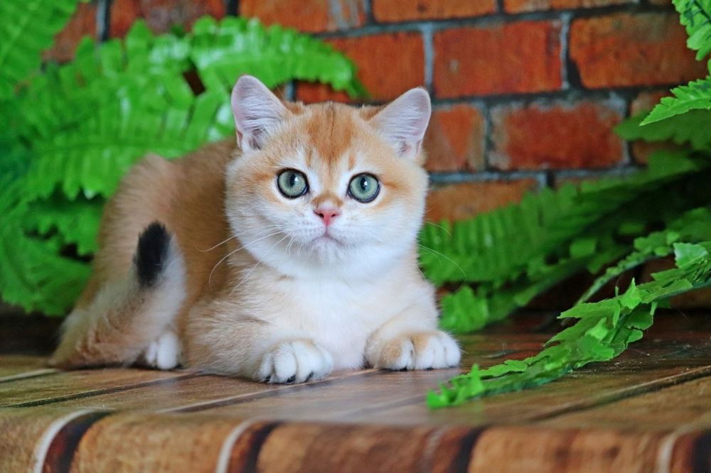 Неймовірно гарний хлопчик золота шиншила