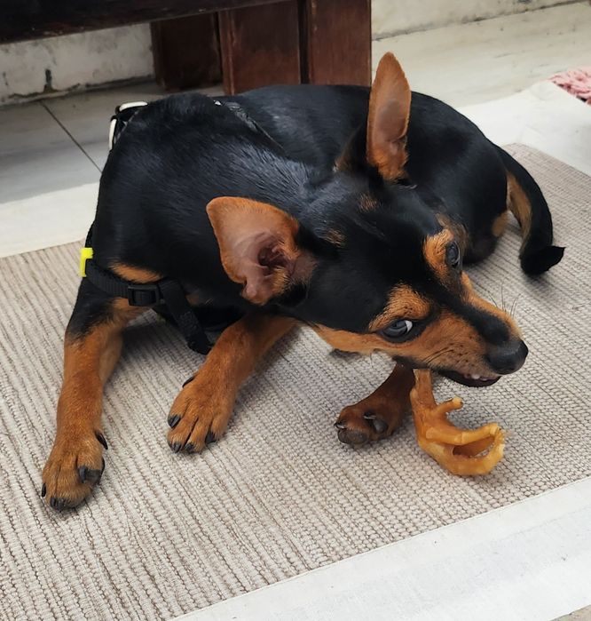 Pet Sitting  Familiar de Cães