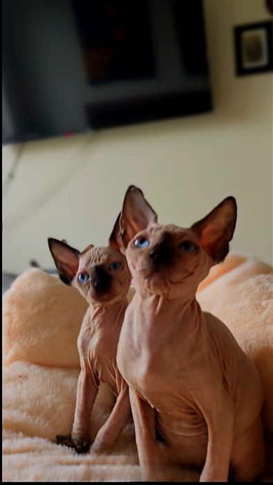 Przepiękna koteczka nienieski oczka,kot sfinks