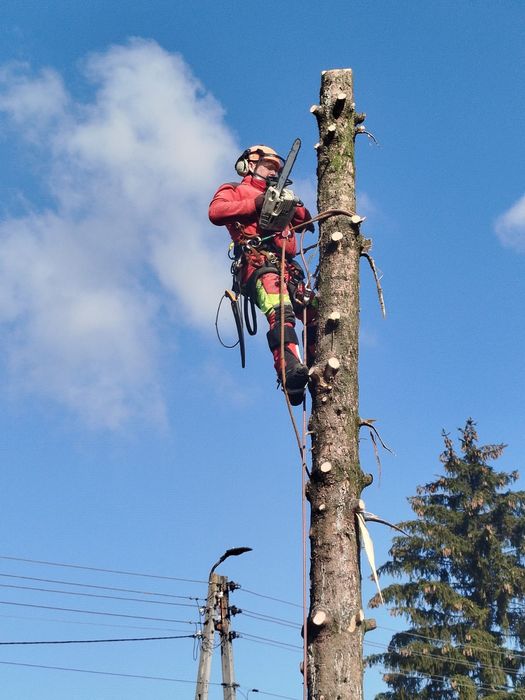 Tree Serv Wycinka oraz pielęgnacja drzew i krzewów.