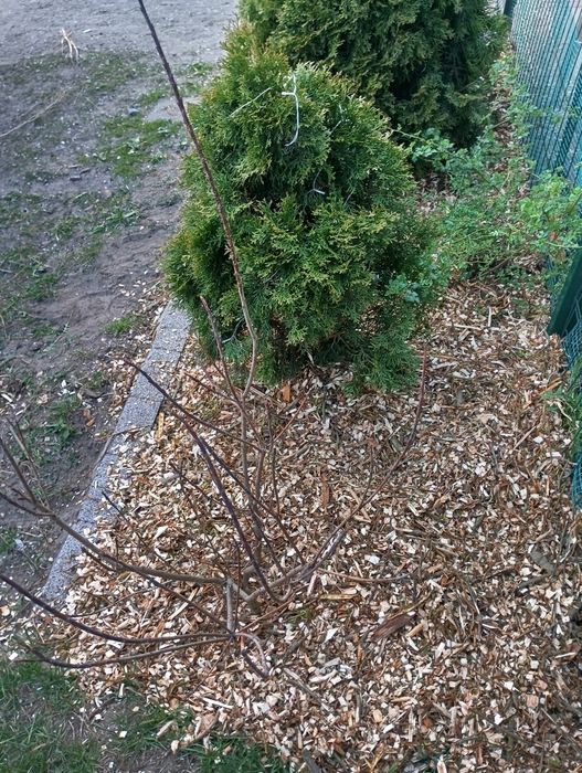 Sprzedam zrębki po rębakau