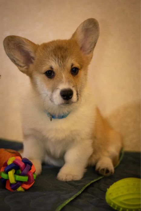 Welsh Corgi Pembroke FCI !!! Wzorowe !!! Świetne geny !!!