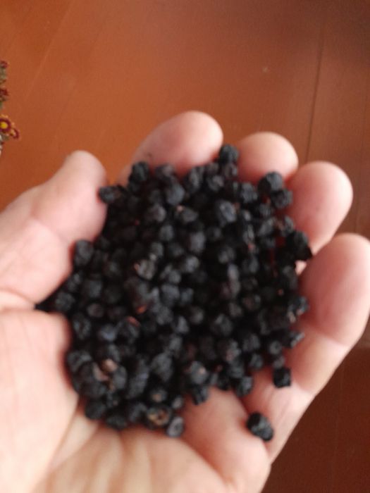 Суха чорниця 2025