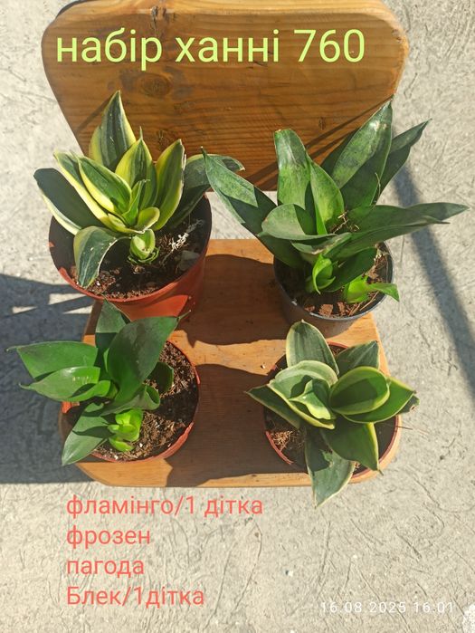 Сансевієрії ханні і інші