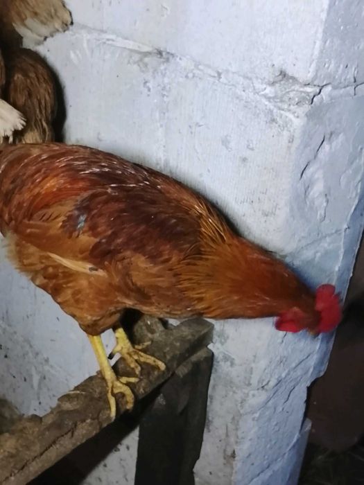 Sprzedam młode koguty