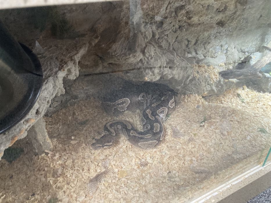 Terrarium kamienne wraz z wyposazeniem dla węża