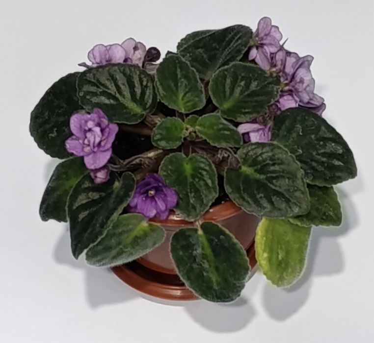 Кімнатні рослини фіалки фіалка квіти кімнатні цветы комнатные растения комнатные фиалки

Большой красивый цветок.

Самовывоз.

Вопросы и предложения в