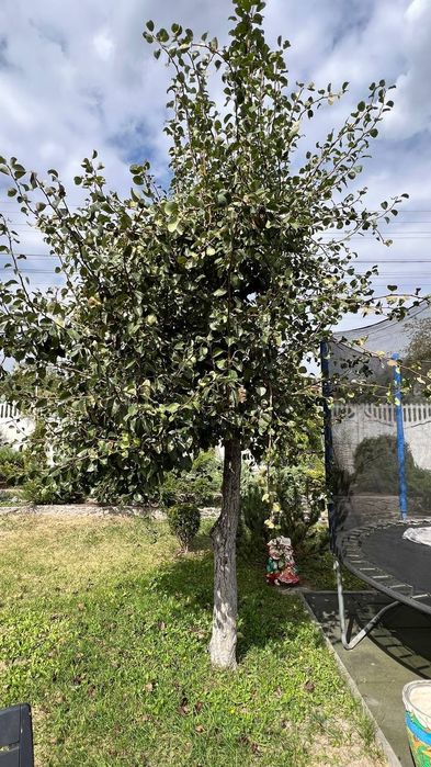 Обрізка плодових, фруктових дерев, санітарна обрізка дерев.