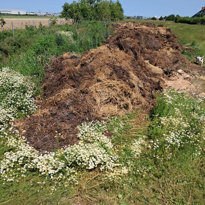 Kompost, obornik świeży za 100zł