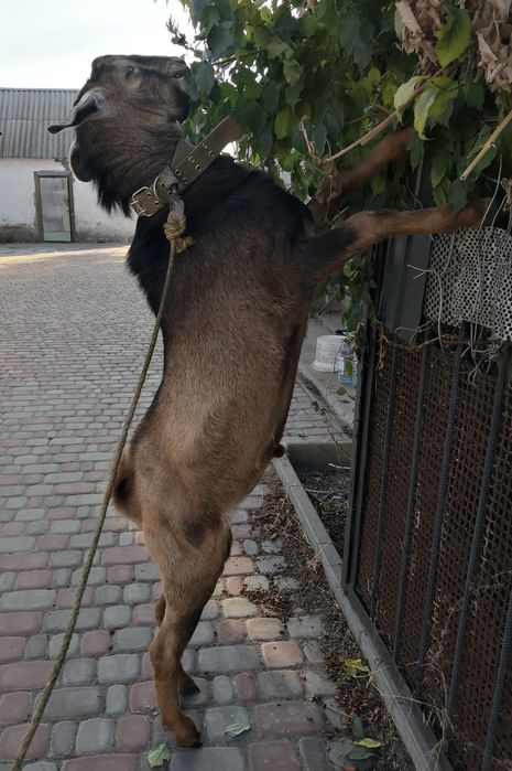 Цап козел покриття вязка