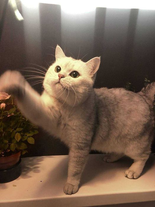 В'язка від Британця - супер-ексклюзивна пропозиція для киць.