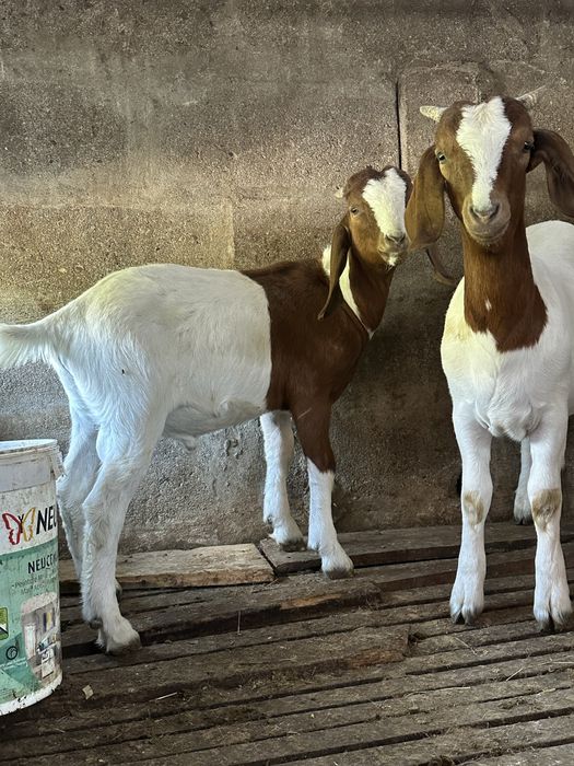 Cabras boer casal