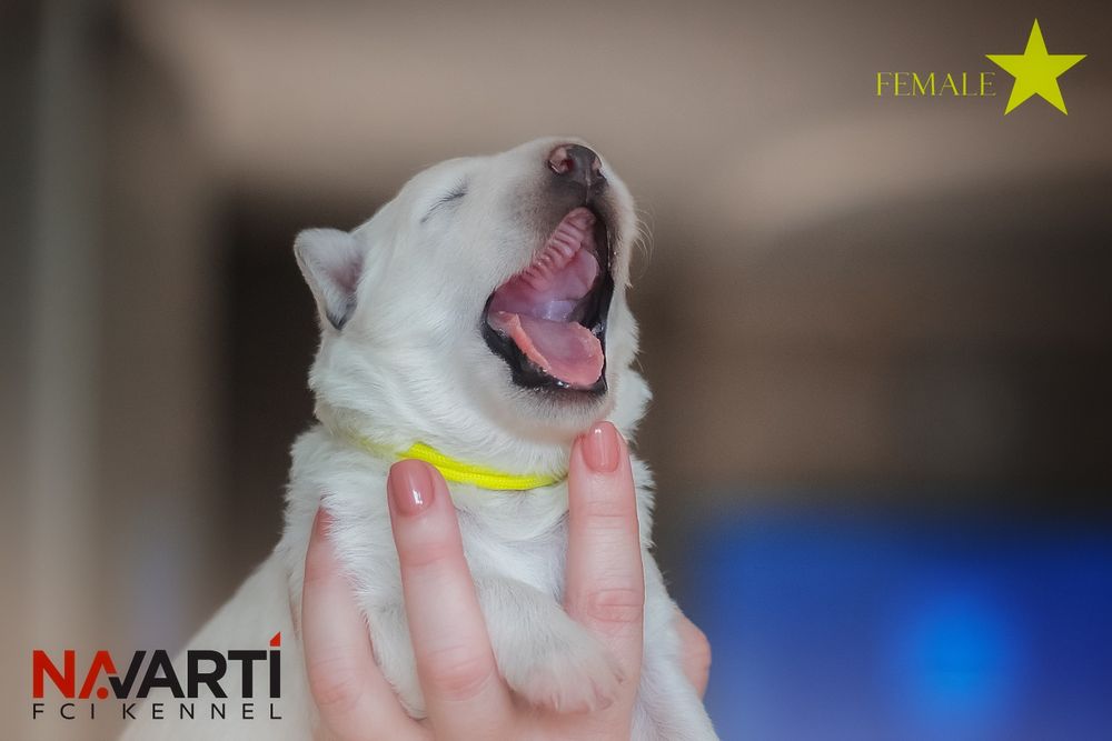 Дівчинка білої швейцарської вівчарки (БШВ/БШО) документи  КСУ-FCI