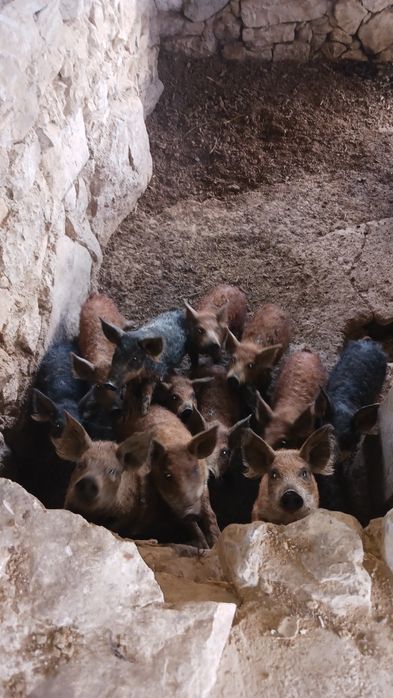 Porco ovelha Mangalitsa