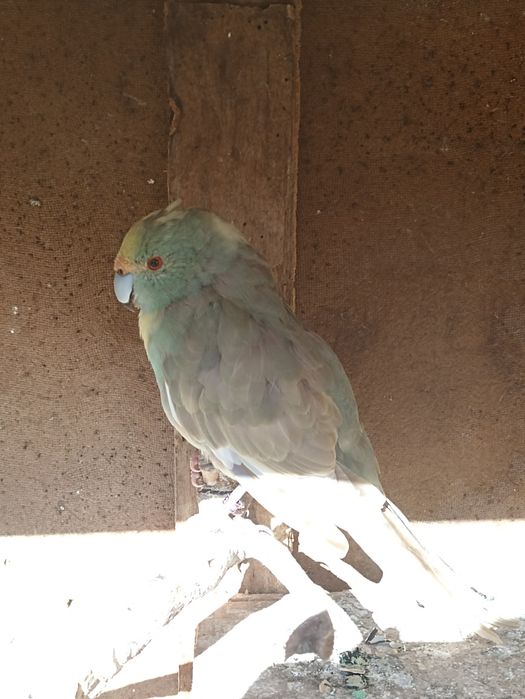 Kakariki passaro