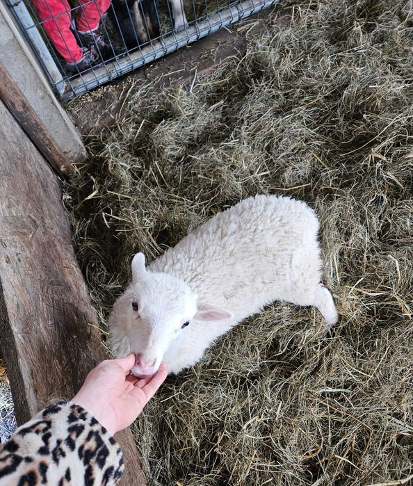 Owca wrzosowka dorosle i mlode