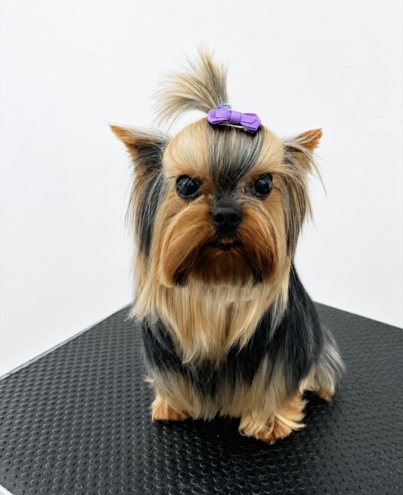 Yorkshire Terrier suczka paszport